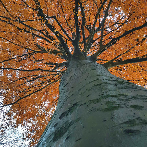 Baobab - Elagage - Arbres d'exception 3