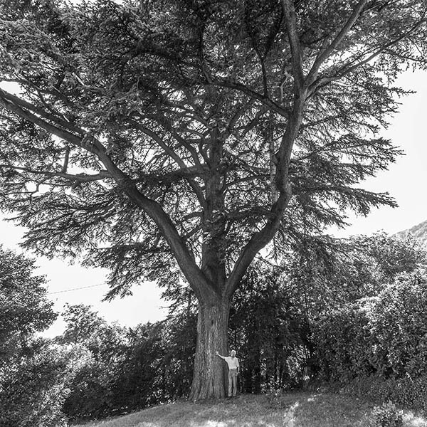 Baobab - Elagage - Arbres d'exception